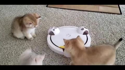 Kitten Play Joyfully