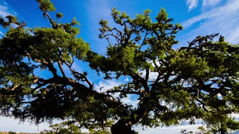 Huge argan tree in the savanna