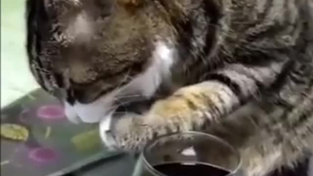 Funny video, Cat drunk, Funny Cat