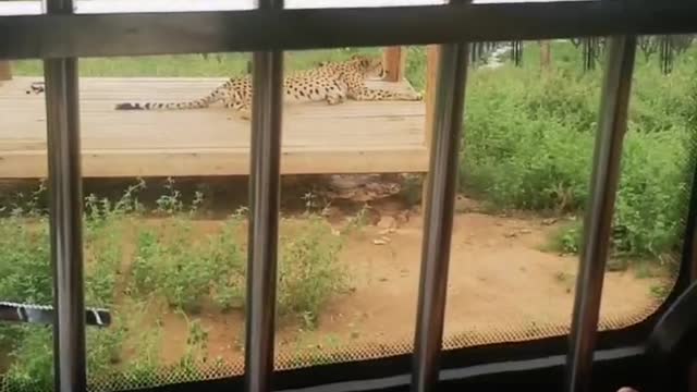 strong leopard
