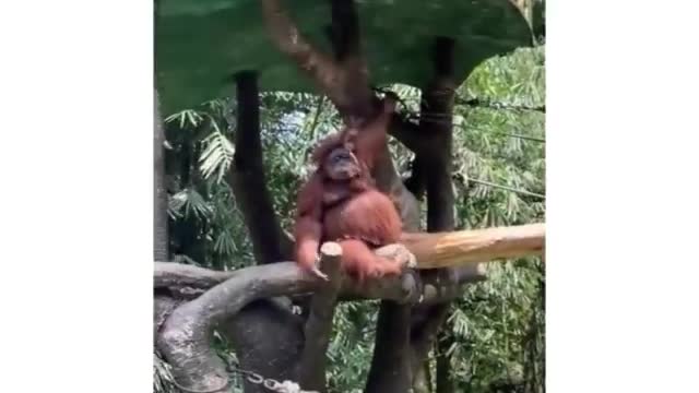 Funny animal video 🤣