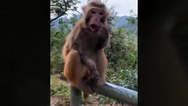 Monkey video