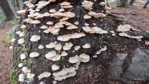 Mushrooms