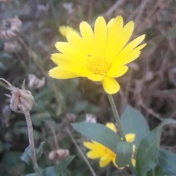 Bright Calendula