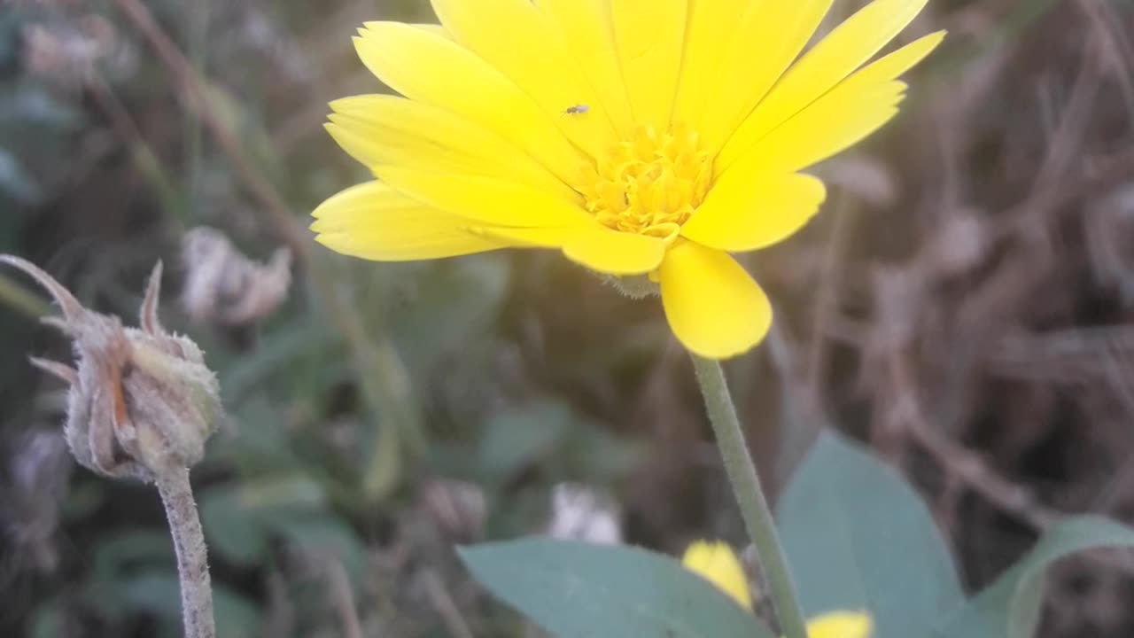 Bright Calendula