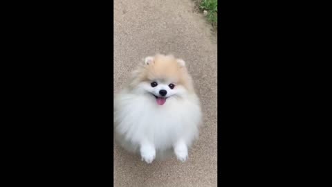 Cute dog dance-adorable canines dance should observe