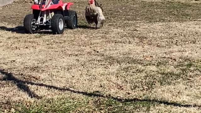 Rooster Isn't Afraid of Kid on a Four-Wheeler