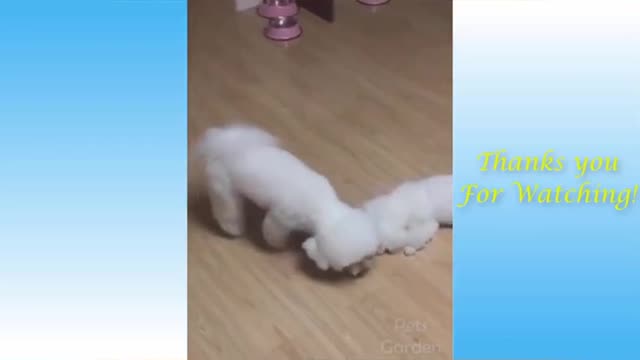 ❤🌹OMG So Cute Cats ♥❤💞💞 Best Funny Cat Videos 2020 #2 💕🌻#short