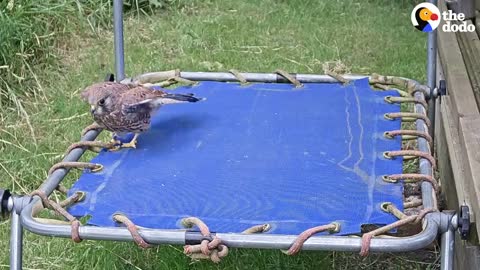 Guy Builds His Kids A Playground — And Wild Animals Move In | The Dodo Wild Hearts