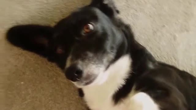 black dogs relaxing