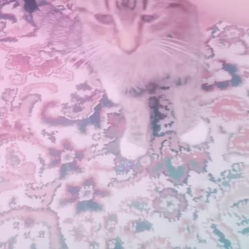 My Adoreable kitten love her 😻