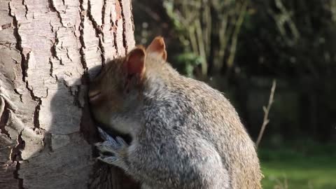 squirrel eating something on a tree