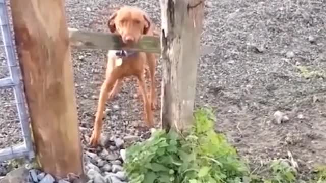 This dog is so funny.