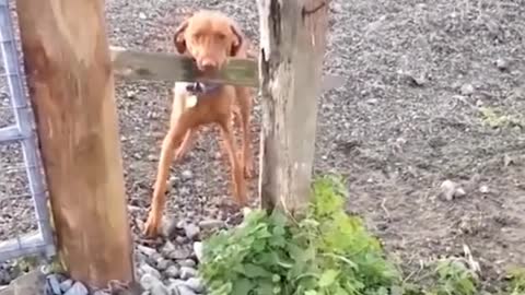 This dog is so funny.