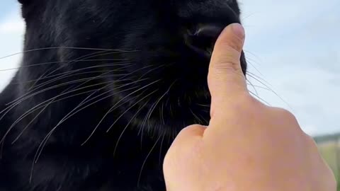 Animals for y
