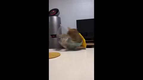 Funny animals