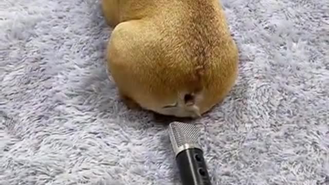 What was that? 😾😾😾Funny dog video #Shorts
