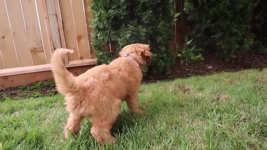 HOW TO Potty Train Your Puppy FAST 10 week old puppy trained in 1 WEEK