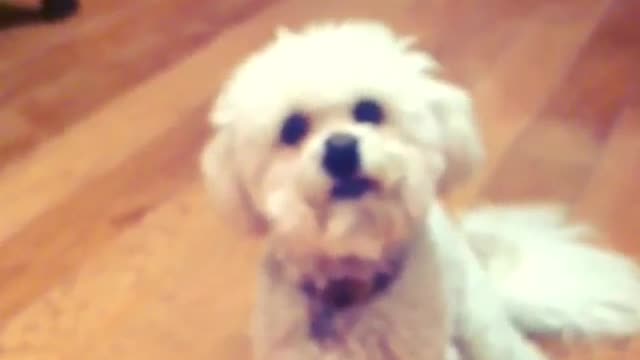 White small poodle puppy on brown couch high fives