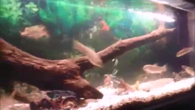 Klaus Fish Game Olympics BONUS FOOTAGE