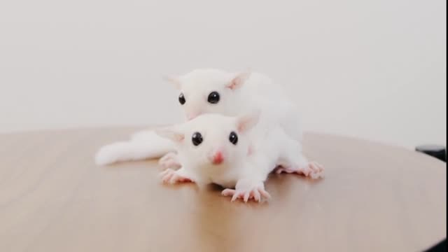 cute baby animal videos | funny animal videos | cute animal videos | cute pets animal