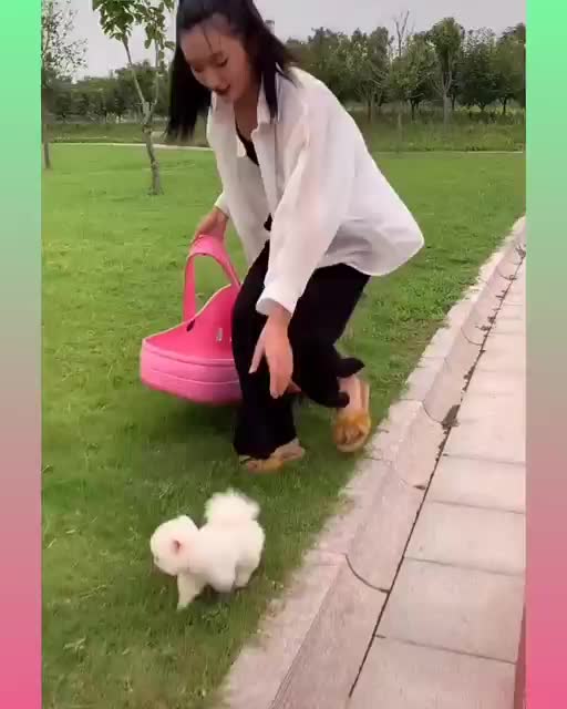 Funny and Cute Dog Video Compilation,🐕🐕_13 _#short