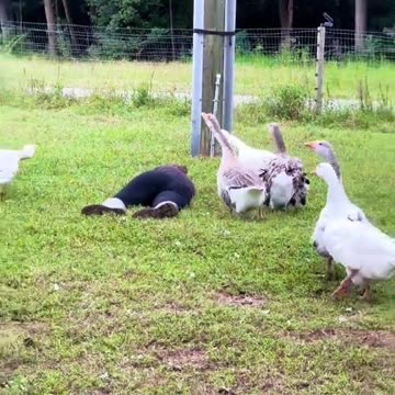 Woman pretends to faint to see how her geese would react