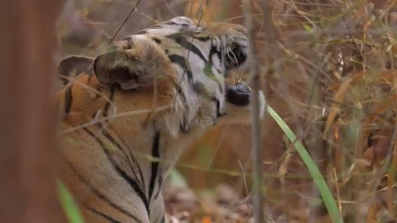 Bandhavgarh national park