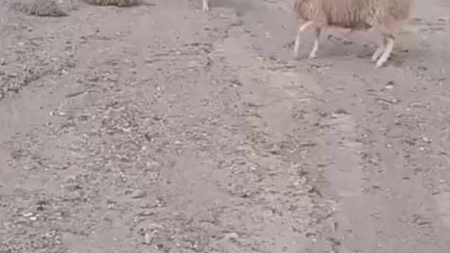 Two bully fighting