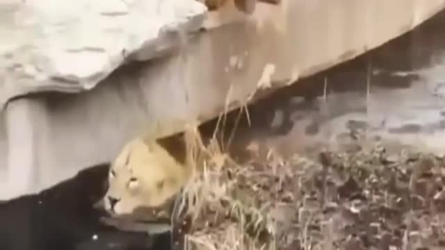 Funny Lion taking bath