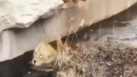 Funny Lion taking bath