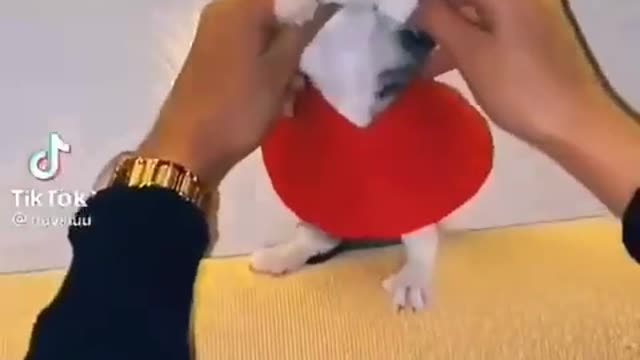 cute and funny kitten dancing 😍🤗