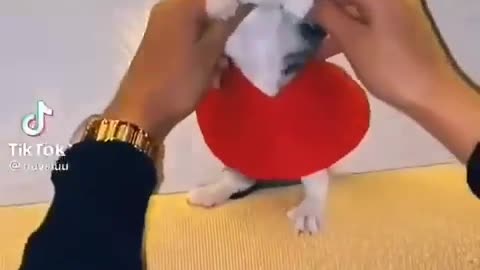 cute and funny kitten dancing 😍🤗