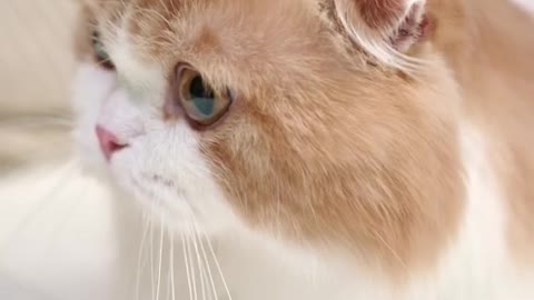 a cat getting petting on the bed