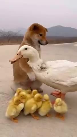 Try not to laugh-- Funny animals--😘😍😂🤣