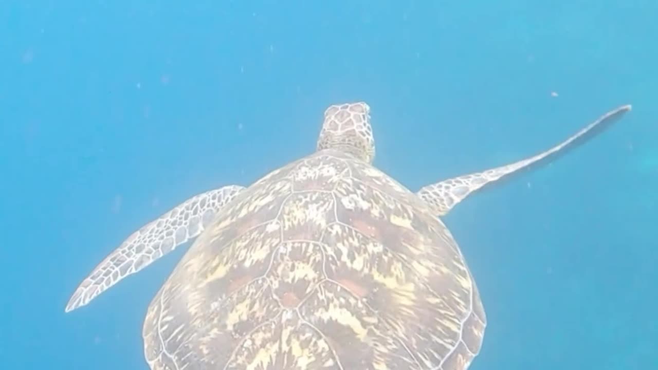 Hawksbill turtles