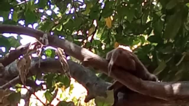 Monkey funny video#animal funny#qute animal#qute pets#funny pets