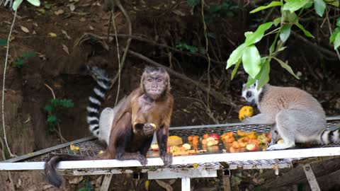 monkeys feeding, cute