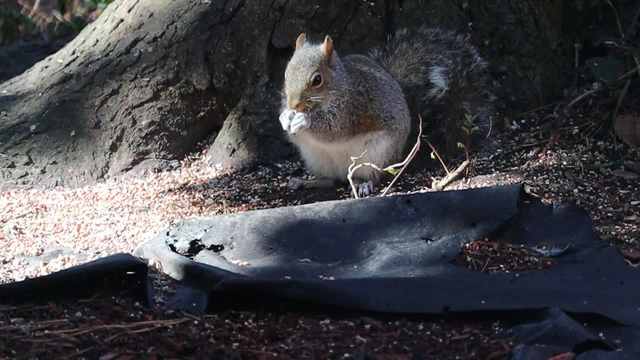 The squirrel eats nuts