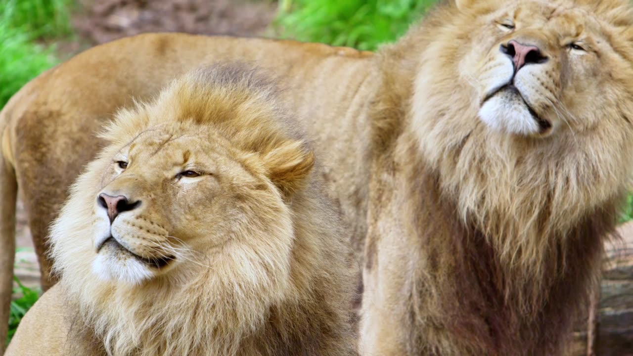 Rogue Lions Scent the Air for Prey