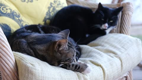 Cats Lying on a Sofa