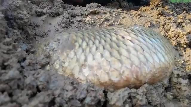 Wow Really Smart Hand Fishing In River Dry Place Underground Fish Catching