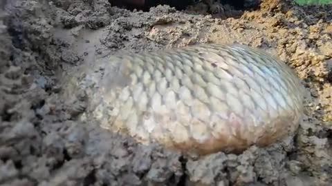 Wow Really Smart Hand Fishing In River Dry Place Underground Fish Catching