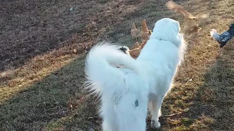 Great Pyrenees Helping the Roosters Work It Out