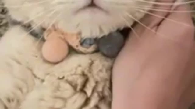 Cat #3