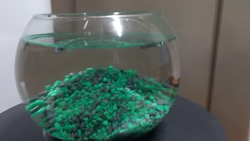 Fish swimming in a fishbowl.