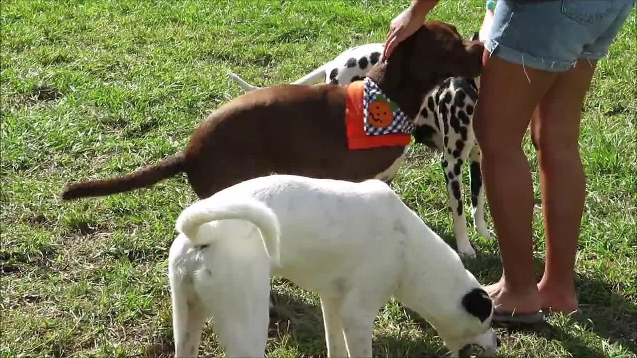 A Doggy Birthday Party!