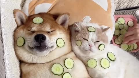 Go to bed with a cucumber mask