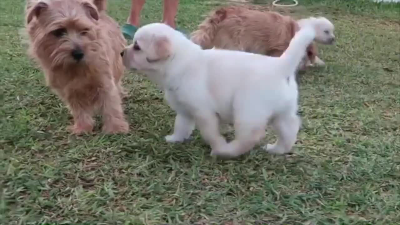 cachorros de labrador