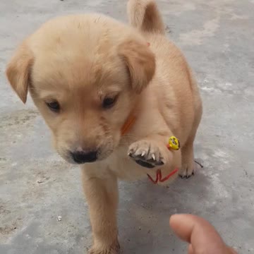 Labrador puppy is in a mood of fight.